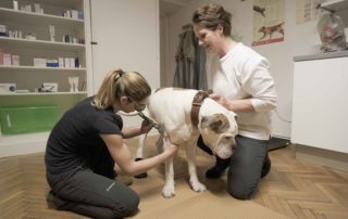 Tierarztpraxis Nussdorf Lasertherapie